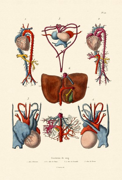 Blood Circulation by French School